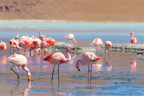 Atacama Tours: The Big 5 Animals to Spot