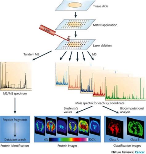 New Mass Spectrometry Technology Promotes Cancer Tissue Analysis into ...