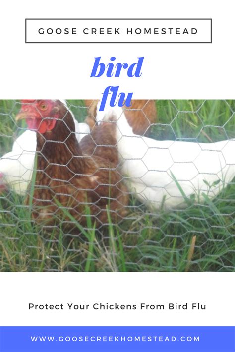 Protect Your Chickens From Bird Flu - Goose Creek Homestead