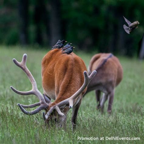 "Glimpses of Hungarian Wildlife" an exhibition of Nature photos by ...