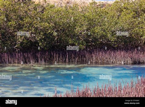 Mangrove Bay in Ras Mohamed National Park, Egypt Stock Photo - Alamy