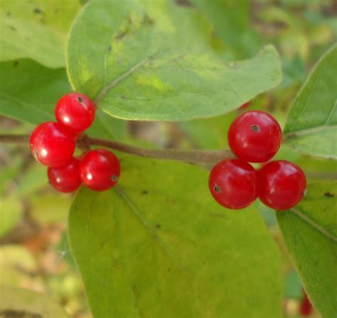 Red Berries image - Free stock photo - Public Domain photo - CC0 Images