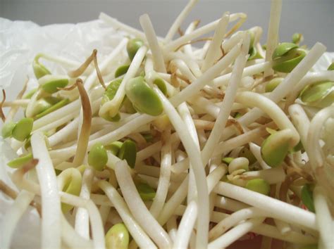 Exploits of a Vegan Wannabe » Blog Archive 7/18 Meatless Monday-Soybean Sprouts » Exploits of a ...