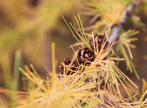 Tamarack needles turning "smoky gold" a la the Sand County Almanac at the Aldo Leopold Nature ...