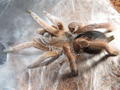 Fact File: Australian tarantula - Australian Geographic