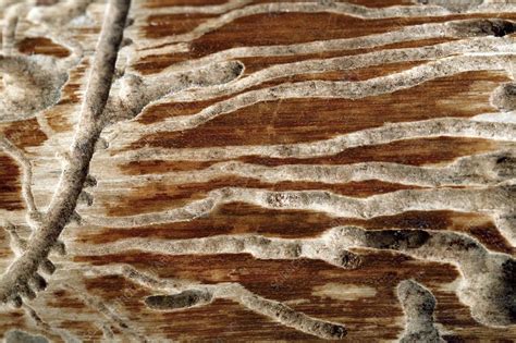 Woodworm damage - Stock Image - C007/3844 - Science Photo Library