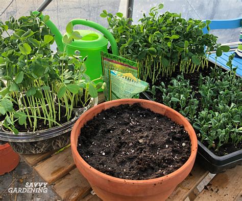 Pea Sprouts and Shoots: A Step By Step Growing Guide