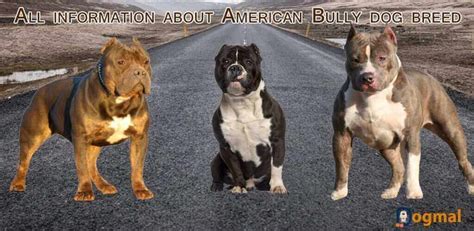 American bully dog - characteristic, appearance and picture