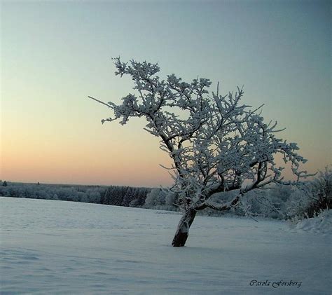 Swedish Winter Photograph by Carola Ann-Margret Forsberg