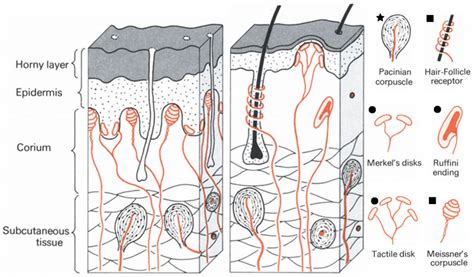 Types of mechanoreceptors present in hairless (left) and hairy (right)... | Download Scientific ...