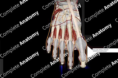 Arcuate Artery of Foot | Complete Anatomy