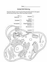 Animal Cells Coloring Pages sketch template