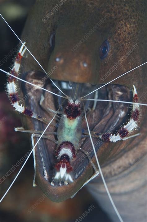 Boxer shrimp cleaning in mouth of eel - Stock Image - C015/3605 ...