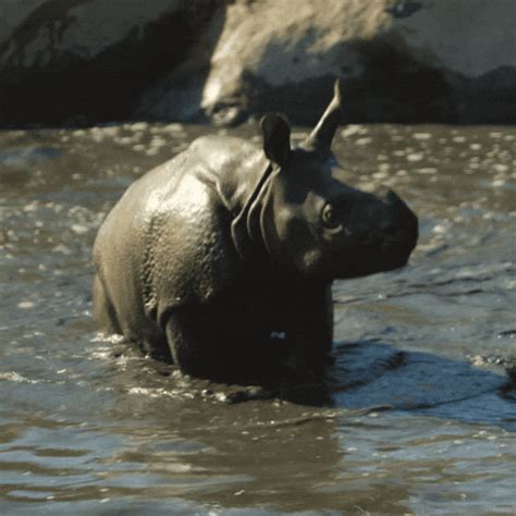 Baby Rhino Running Gif - Just go Inalong