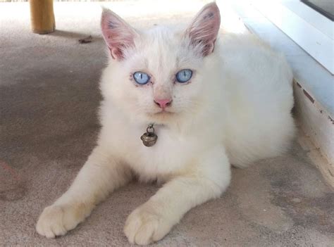 Blue eyed cat I noticed on a street in Thailand. http://ift.tt/2dN1afG Cat With Blue Eyes, Aww ...