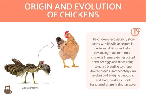 The Origins and Evolution of Chickens - How and Why Chickens Originated