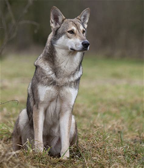 Saarloos Wolfdog Breed Info, History, Temperament, Training, Puppy, Pictures