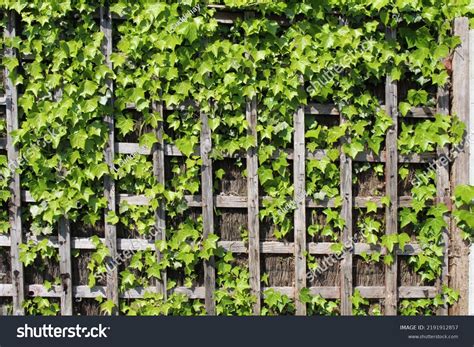 Garden Wall Ivy Climbing Plants Stock Photo 2191912857 | Shutterstock