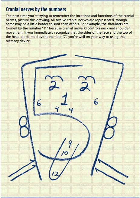 undergrad RN: Cranial Nerves