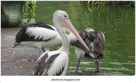 Burung Pelikan Perenang yang Handal | Ukur