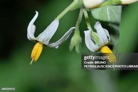 173 Black Nightshade Stock Photos, High-Res Pictures, and Images - Getty Images