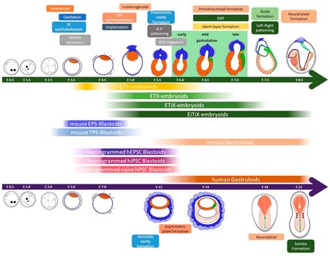 Human Gastrulation