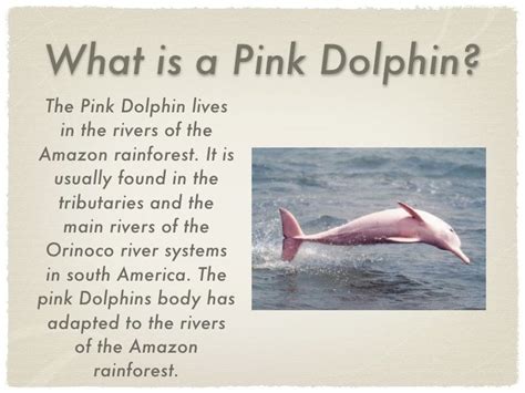 Pink Dolphin