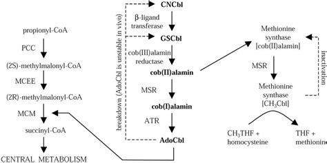 Propionyl-CoA metabolism, methionine synthesis and intracellular... | Download Scientific Diagram