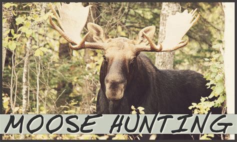 Moose Hunting - We Are Good Time Outfitters - Northern Ontario