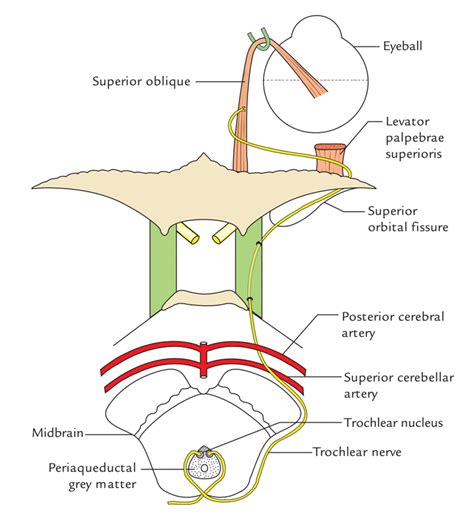 Trochlear Nerve – Earth's Lab