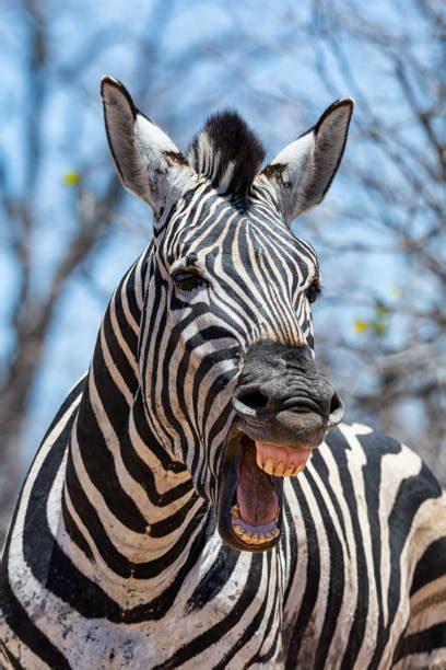 220+ Laughing Zebra Photos Stock Photos, Pictures & Royalty-Free Images ...