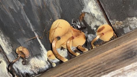 These Gymnopilus braendlei are growing in my shed! Mid-Michigan : r ...