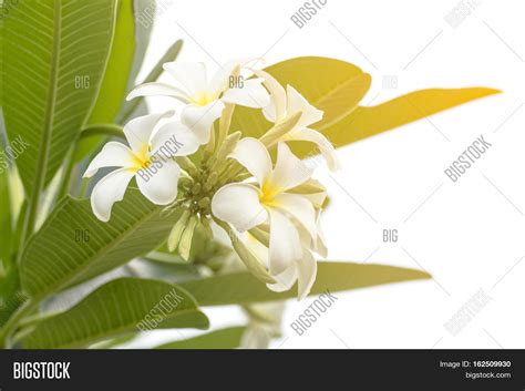 Lan Thom Flower Image & Photo (Free Trial) | Bigstock