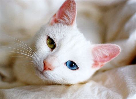 What Are The Causes Of Odd Eyed Cats? - Cats In Care