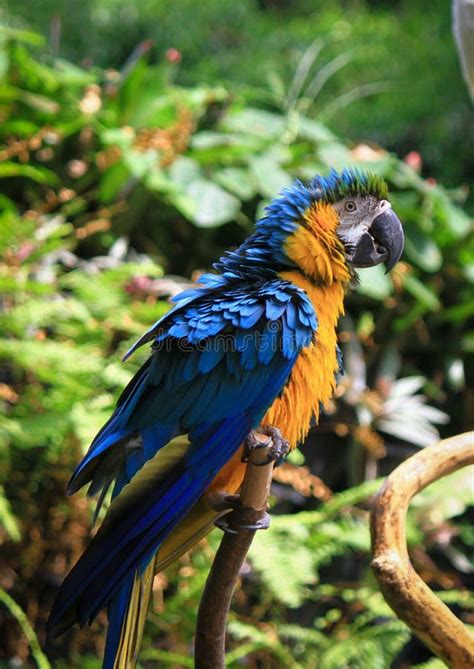 Macau Bird Atau Burung Makau Stock Image - Image of branch, parrot: 225816231