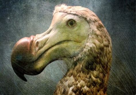 La teoría del pájaro Dodo en psicología - La Mente es Maravillosa