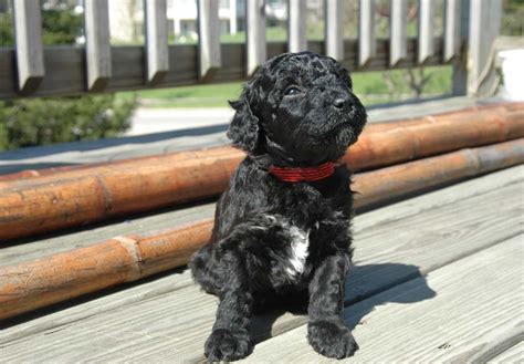 Barbet Puppies For Sale - AKC PuppyFinder