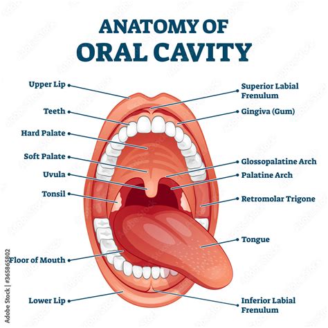 Oral cavity anatomy with educational labeled structure vector ...