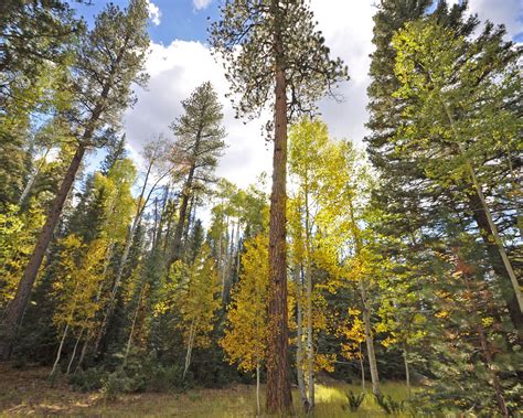 Best Hikes in Kaibab National Forest (AZ) - Trailhead Traveler