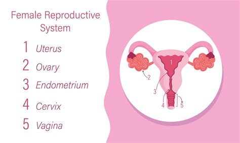 Female Reproductive Anatomy