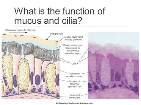 Mucus Cilia Clearance System | My XXX Hot Girl