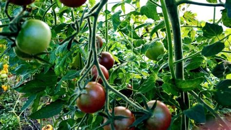 Campari Tomato Plant Care — A Definitive Guide