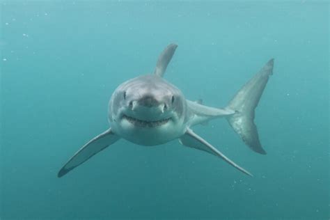 What Do Great White Sharks Eat? - American Oceans