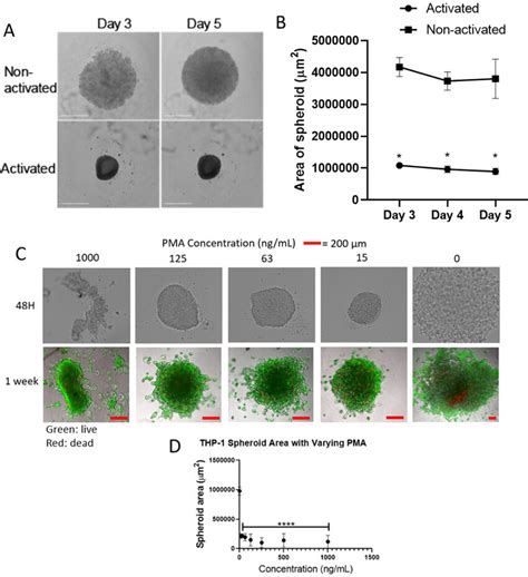 Evaluating the effects of monocyte activation on the formation of tight ...