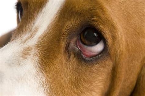 Eye Allergies in Dogs - Pets