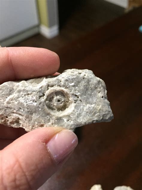 Cephalopods? - Fossil ID - The Fossil Forum