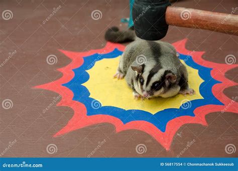 Sugar Glider Was Hit On The Head Stock Photo - Image: 56817554