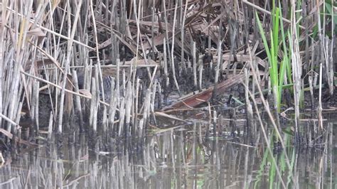 Geluid van een waterral / Sound of a water rail (Rallus aquaticus) - YouTube