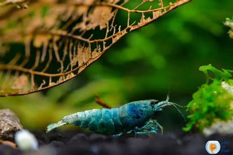 Blue Bolt Shrimp (Caridina cantonensis) Ultimate Care Guide