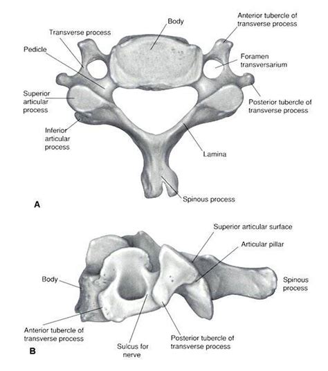 Pictures Of Cervical Vertebra